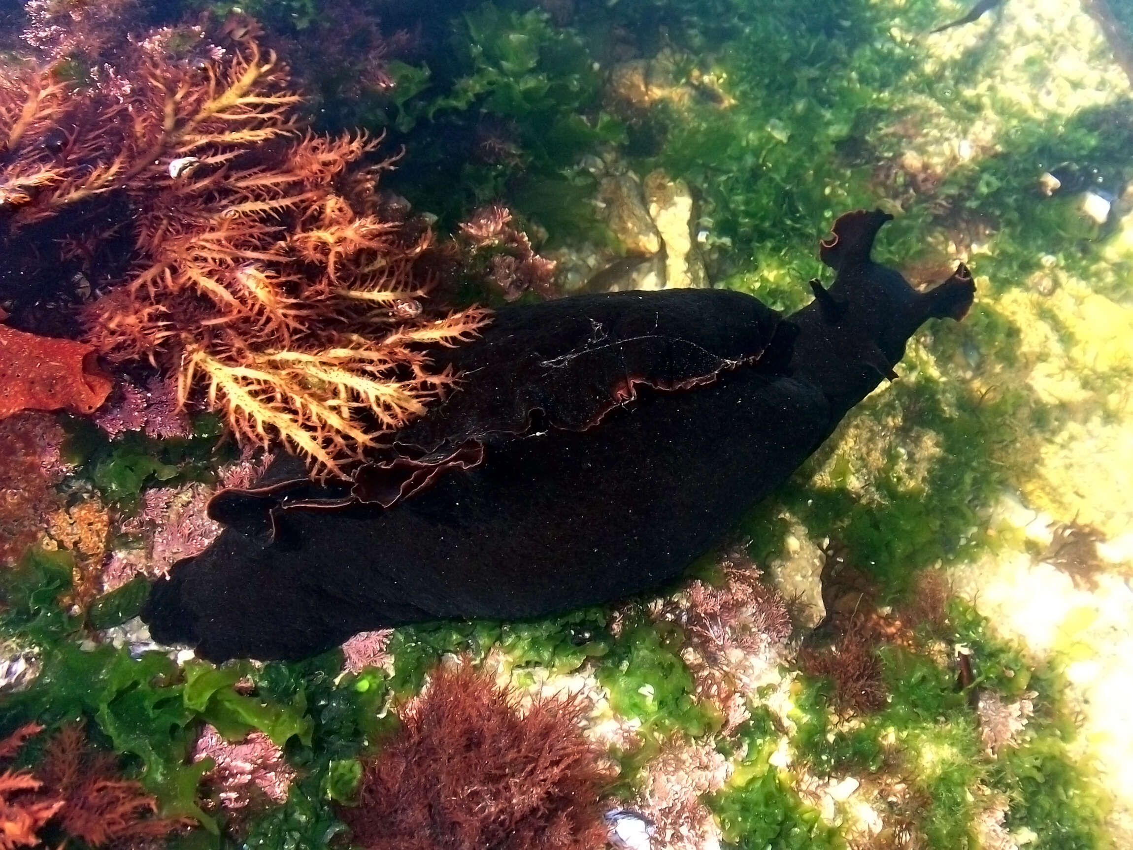 Image of banded sea hare