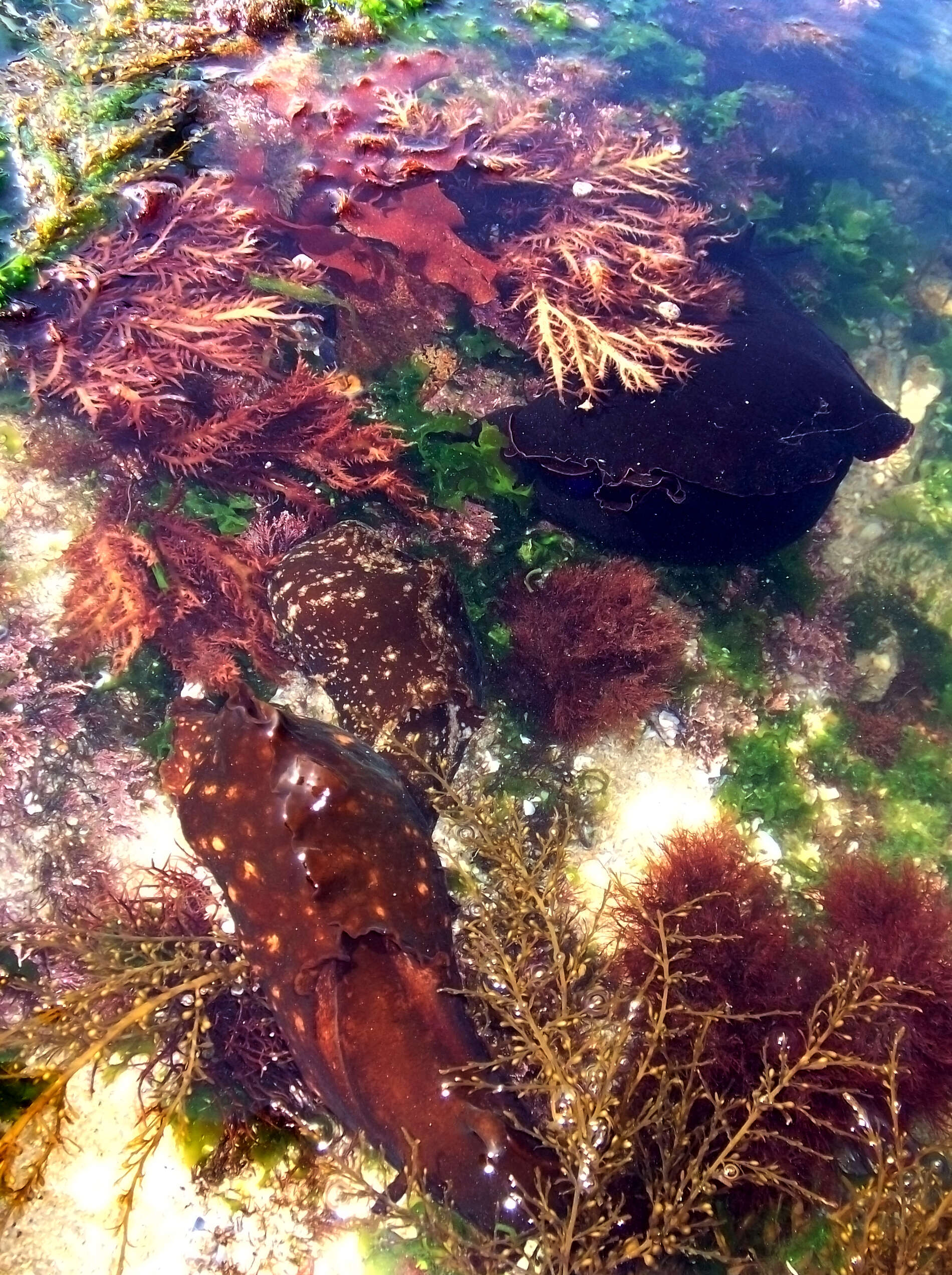 Aplysia punctata (Cuvier 1803) resmi