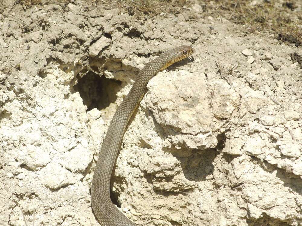 Dolichophis caspius (Gmelin 1789)的圖片