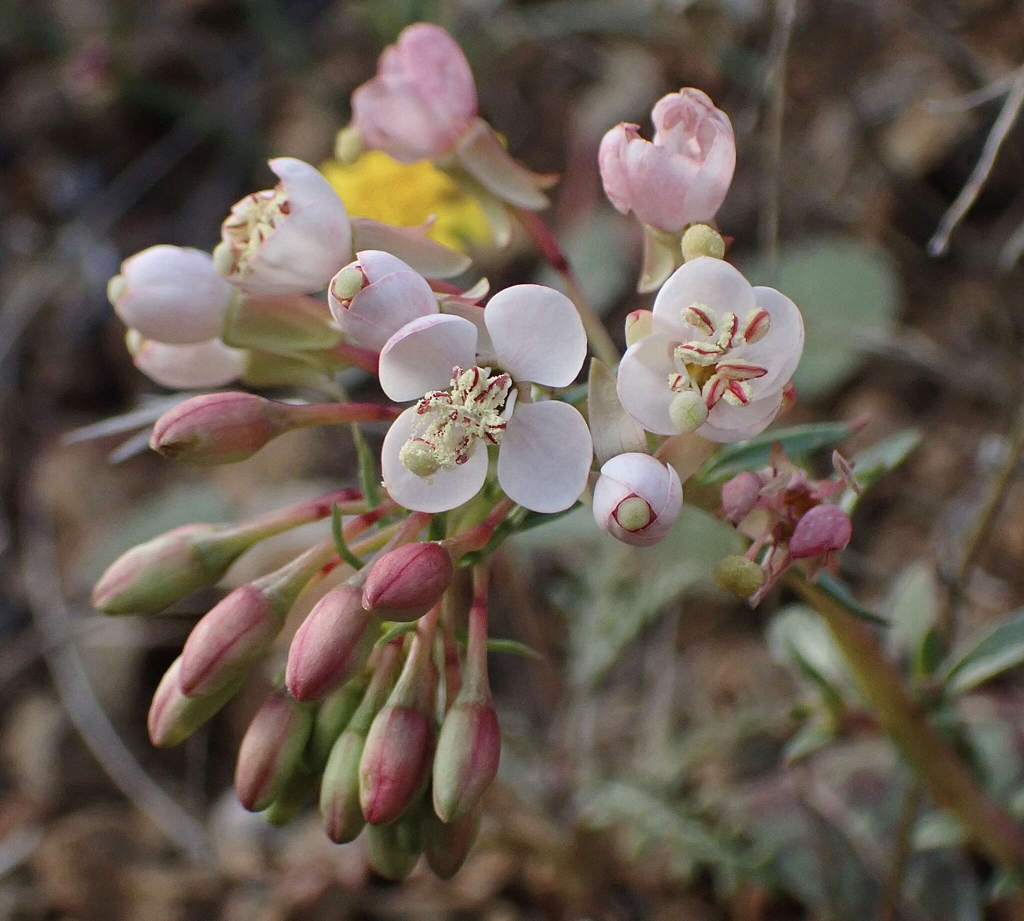 Eremothera boothii subsp. decorticans (Hook. & Arn.) W. L. Wagner & Hoch resmi