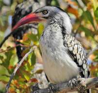 Image of Southern Red-billed Hornbill