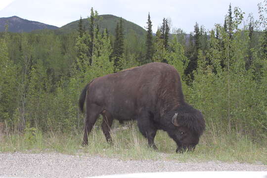 Image of Bison bison athabascae