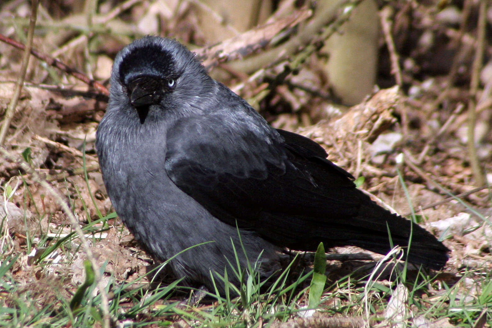 Image of Eurasian Jackdaw