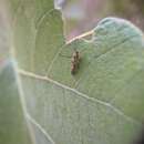 Image of Eretmocera impactella Walker 1864