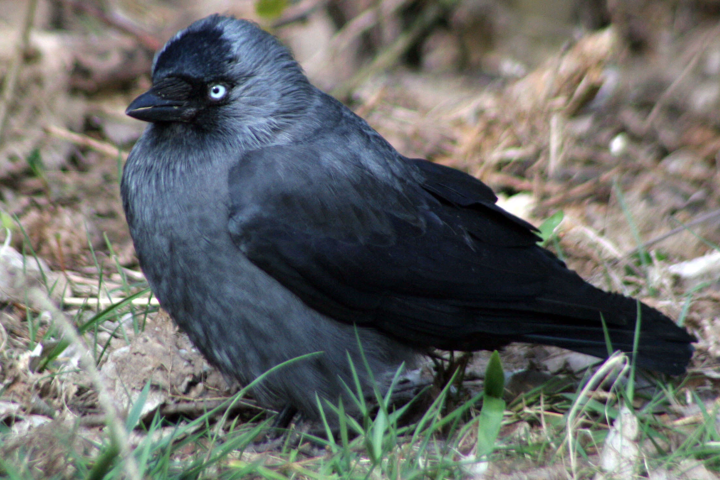 Image of Eurasian Jackdaw