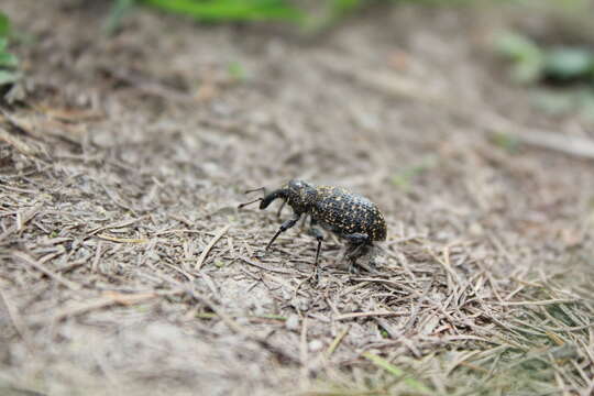 Hylobius excavatus (Laicharting & J. N. E.) resmi