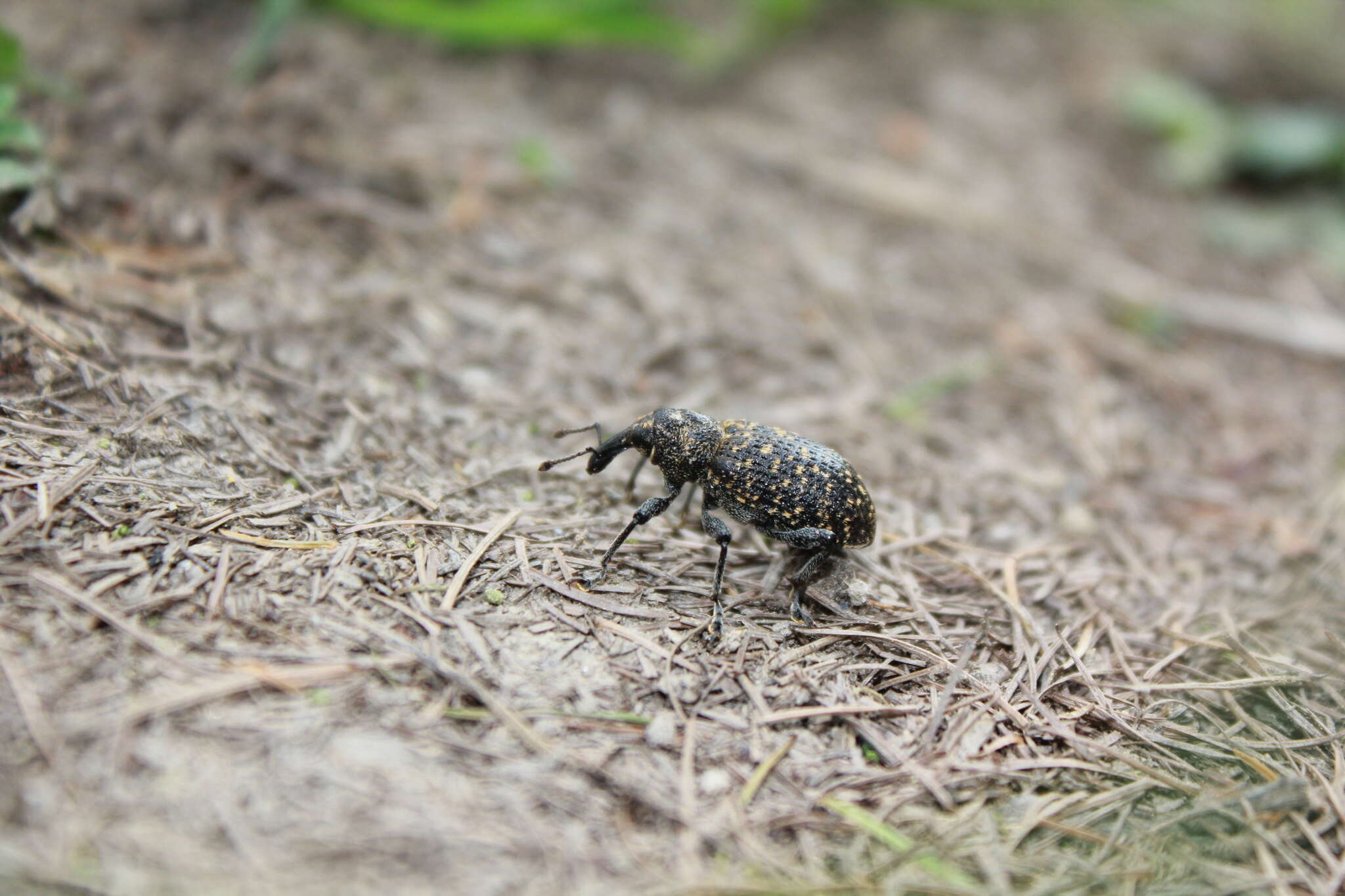 Hylobius excavatus (Laicharting & J. N. E.) resmi