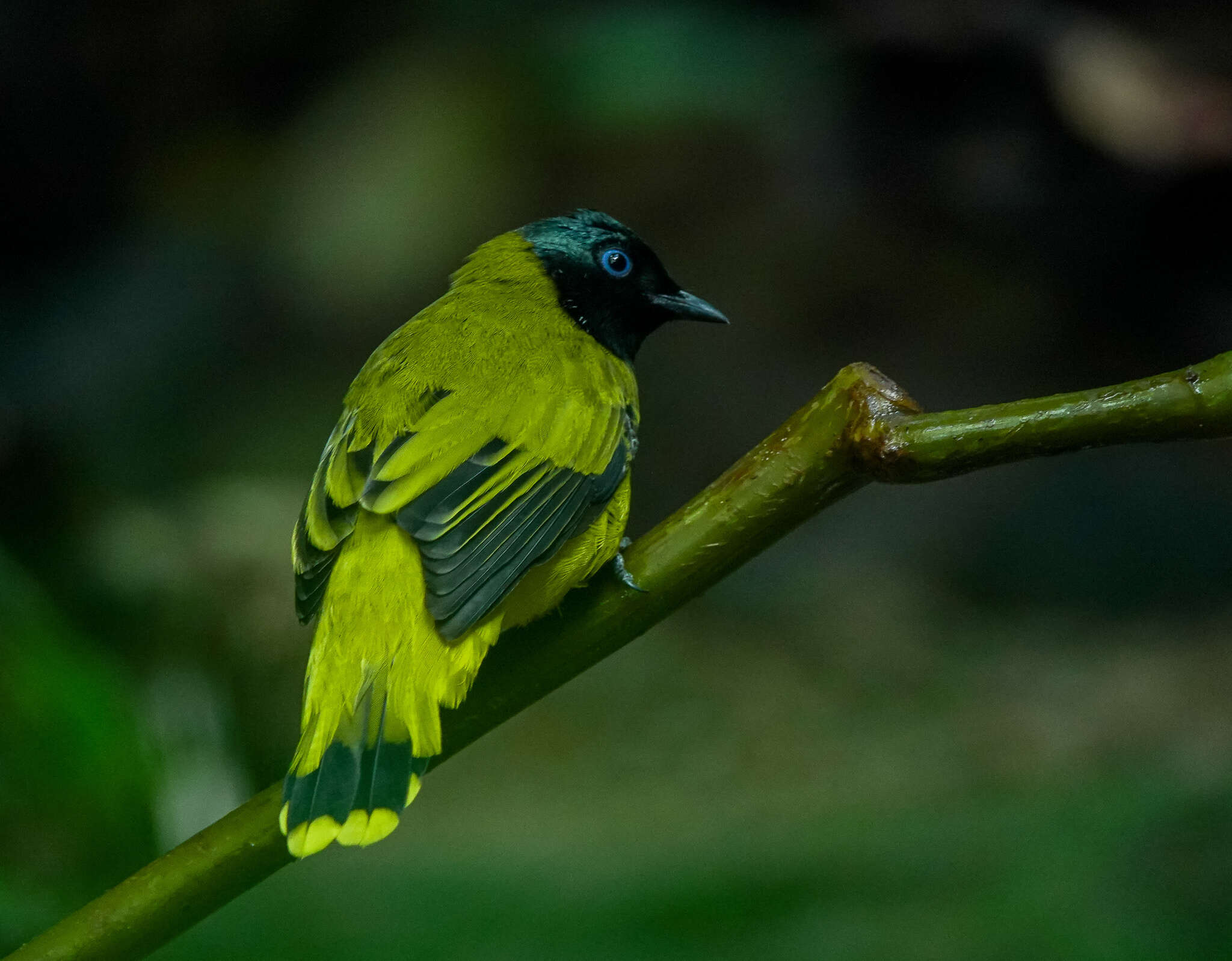 Image of Black-headed Bulbul