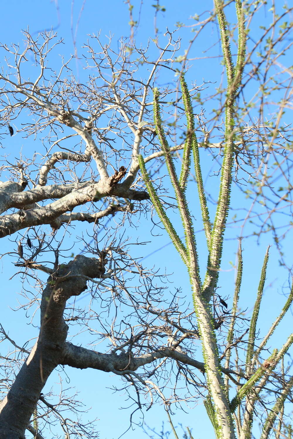 Image of Madagascan ocotillo