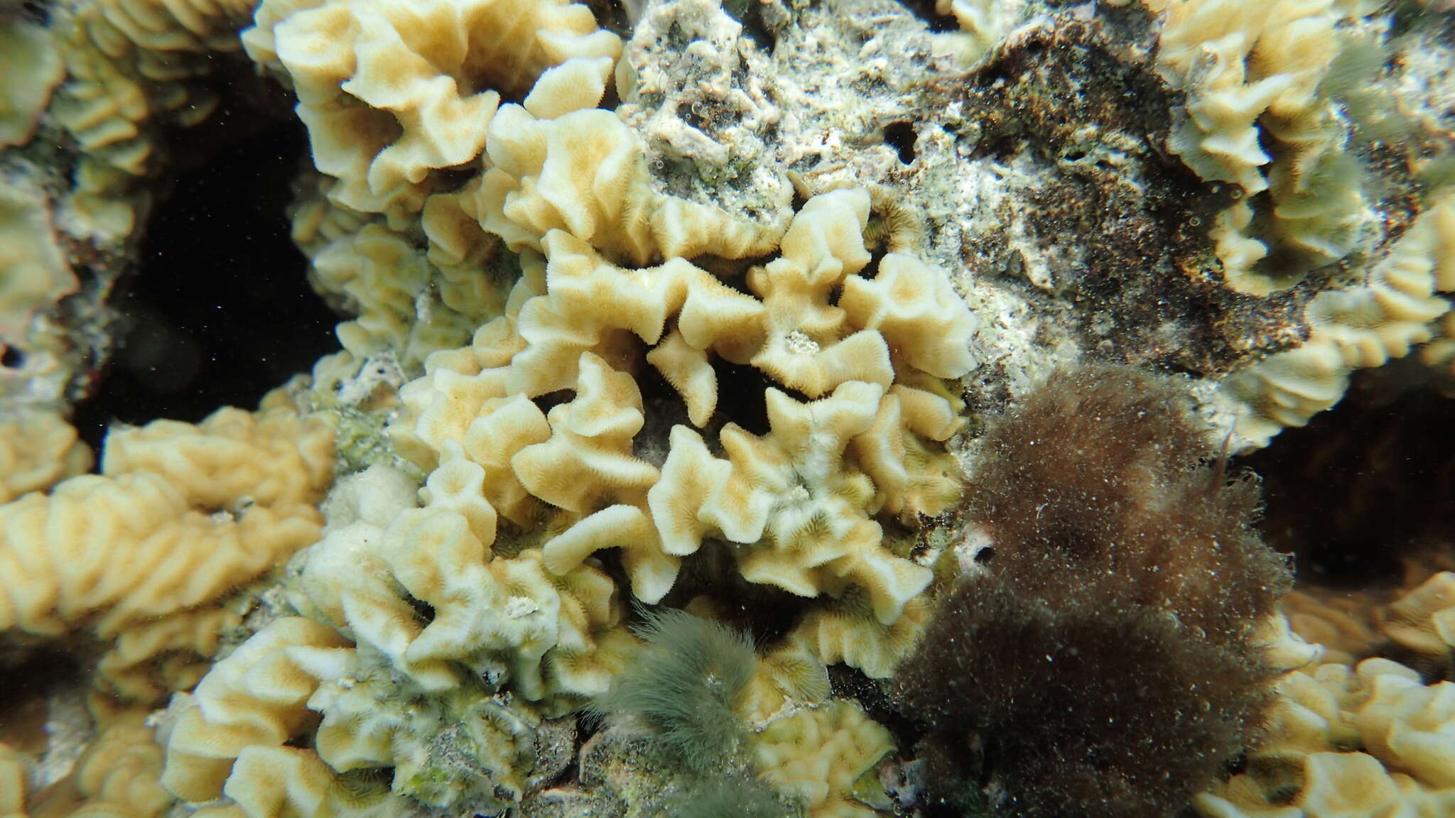 Image of leaf coral