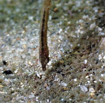 Image of Hairy pipefish