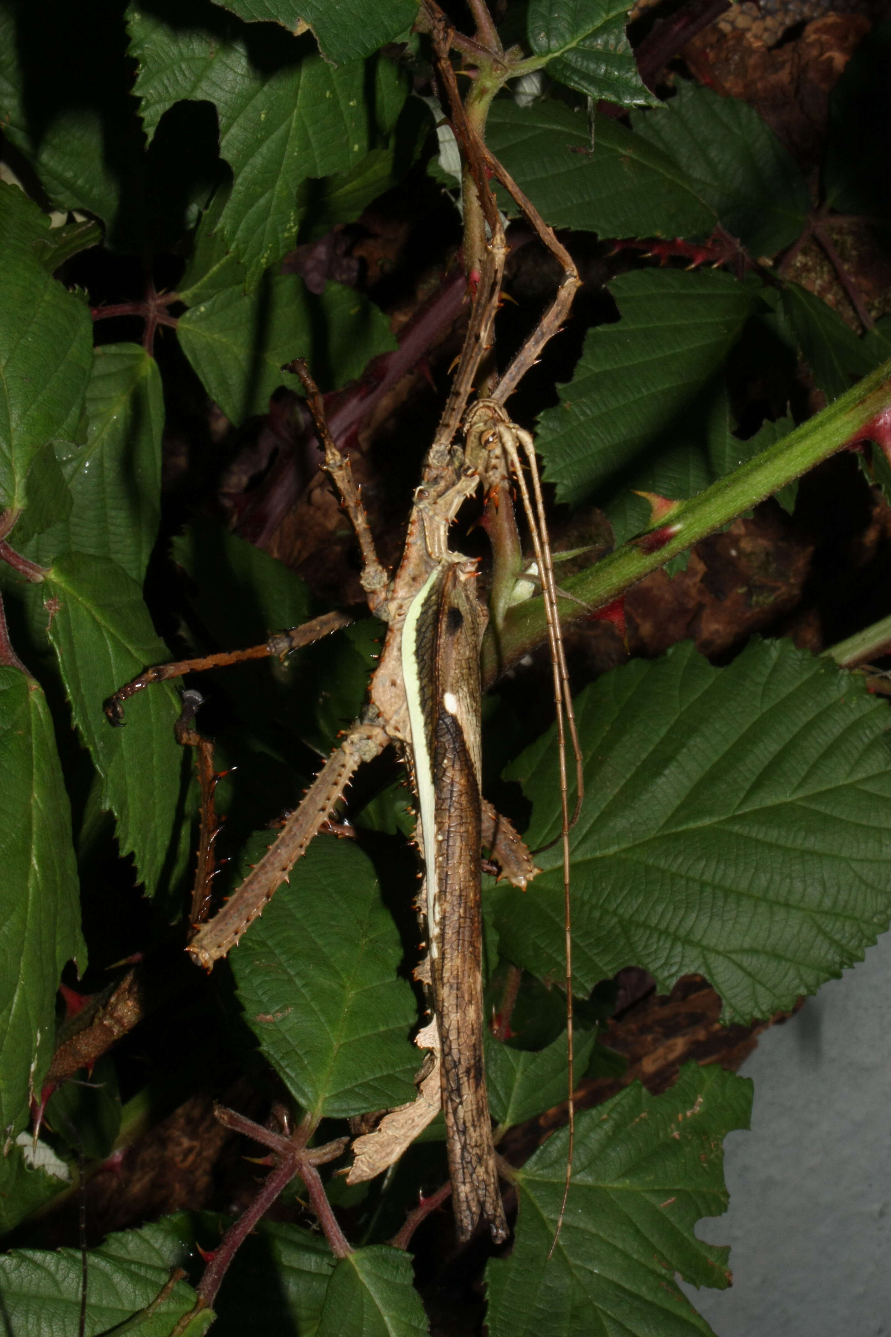 Image of Heteropteryx