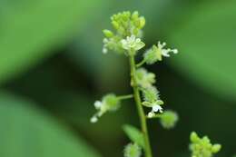 Image de Circaea mollis Sieb. & Zucc.