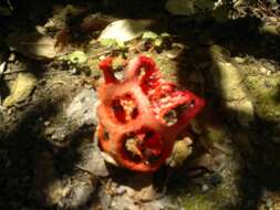 Image of Clathrus ruber P. Micheli ex Pers. 1801