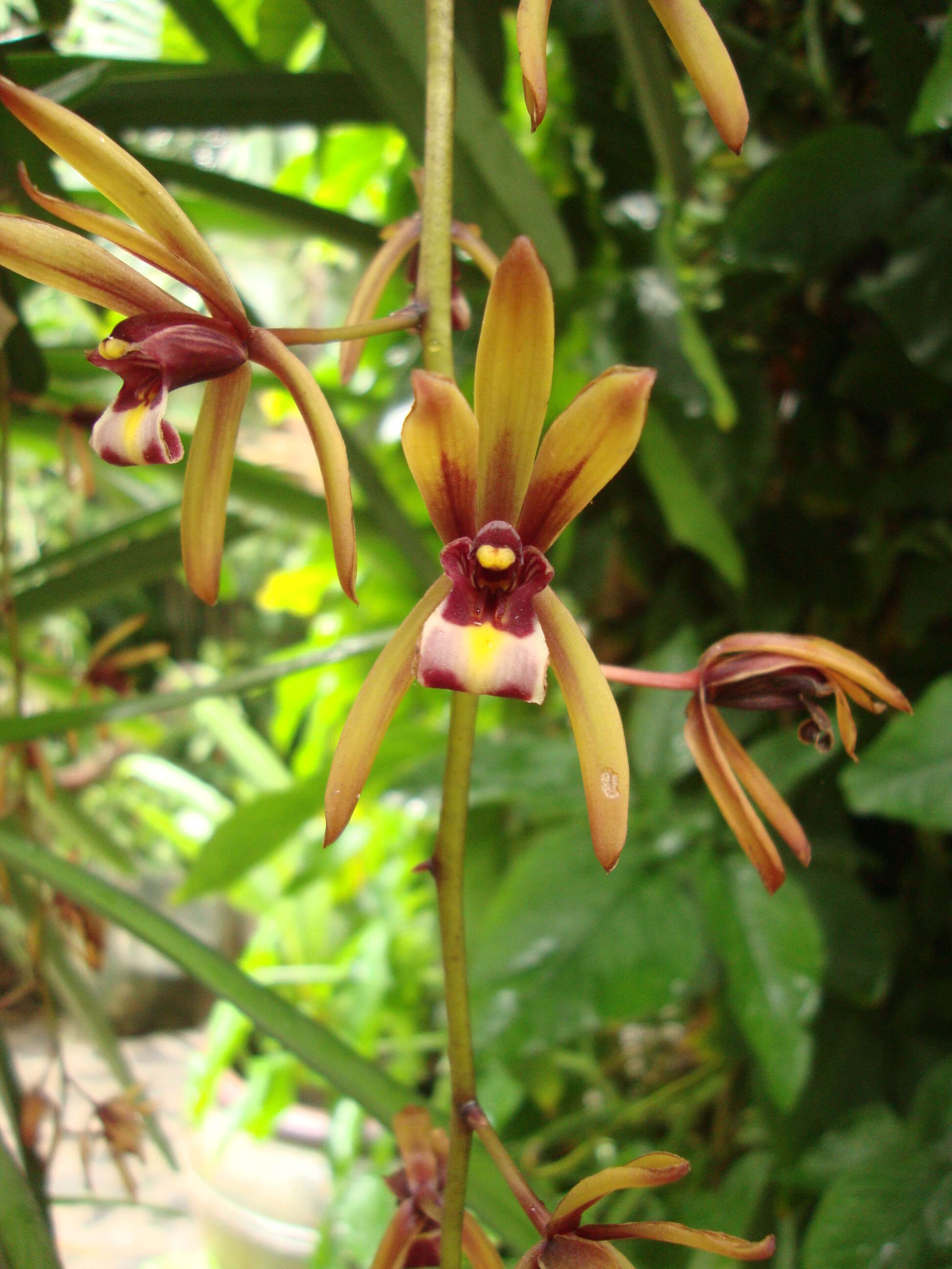 Image de Cymbidium aloifolium (L.) Sw.