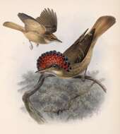 Onychorhynchus mexicanus (Sclater & PL 1857)的圖片