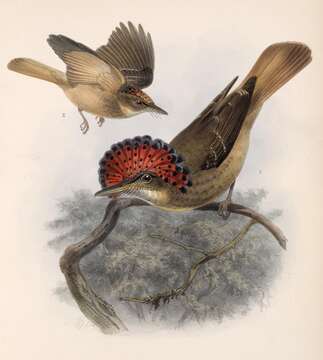 Plancia ëd Onychorhynchus mexicanus (Sclater & PL 1857)