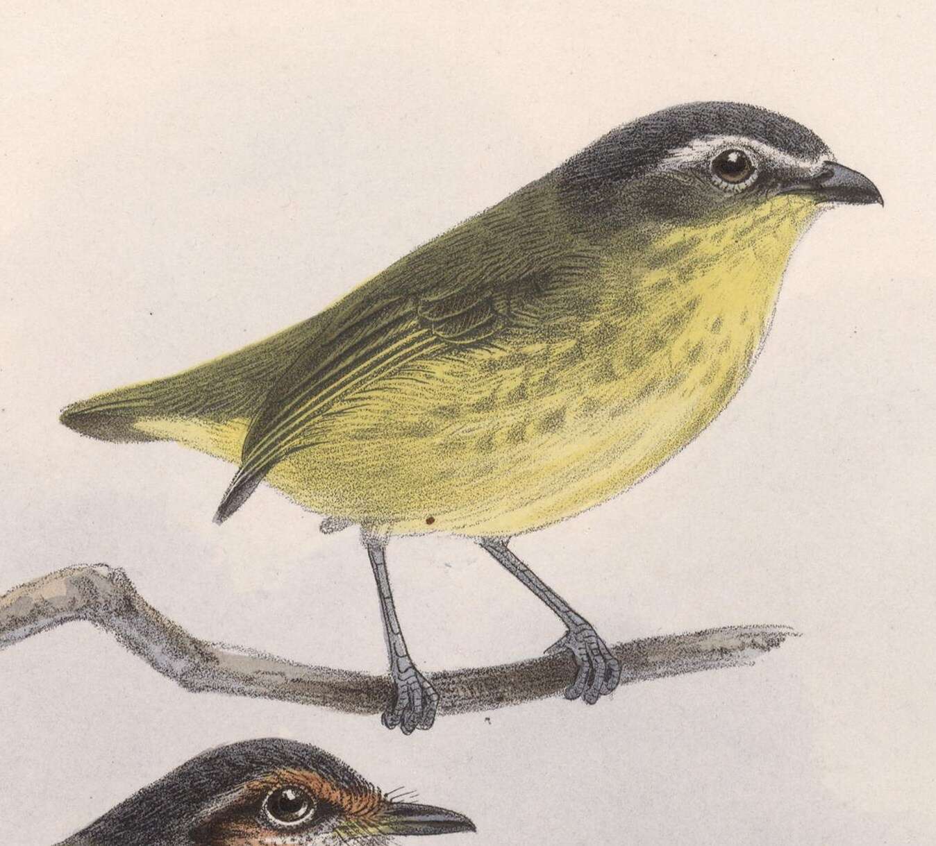 Image of Yellow-bellied Tyrannulet