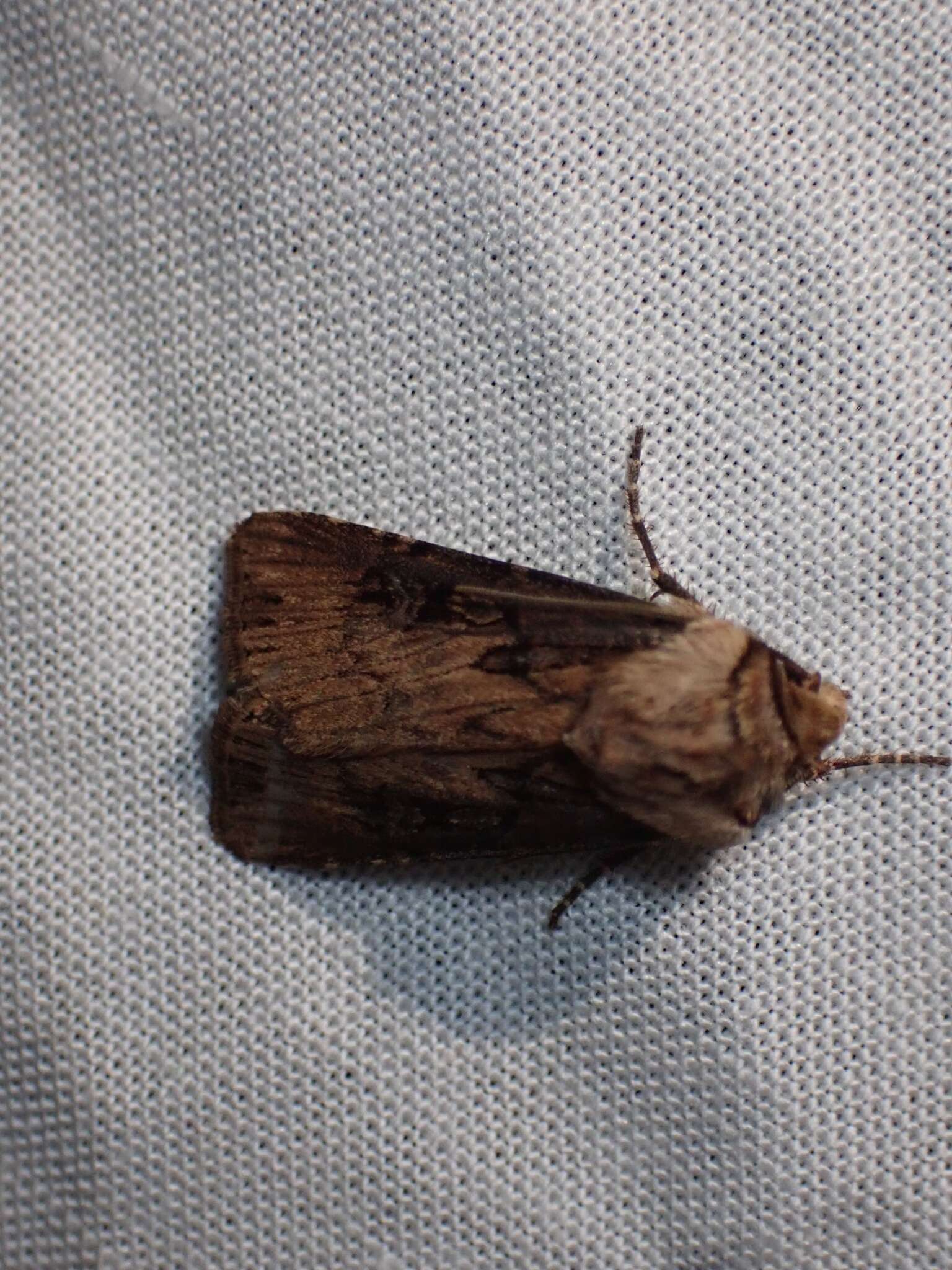 صورة Agrotis stigmosa Morris 1874