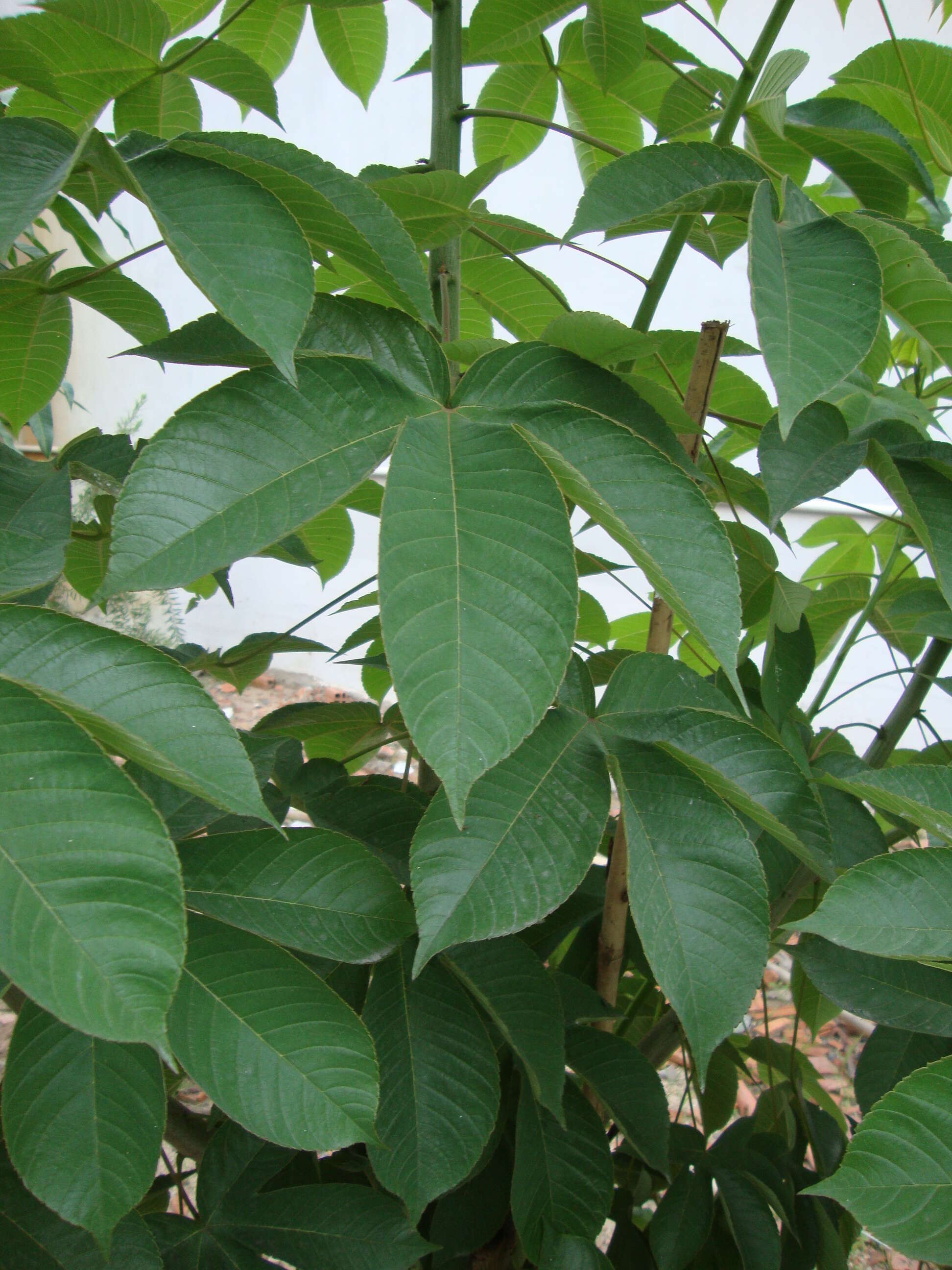 Cochlospermum religiosum (L.) Alston resmi