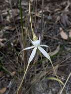 Image of Esperance white spider orchid