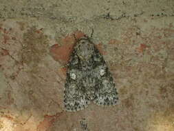 Image of Raspberry Bud Dagger Moth