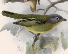 Image of Piprites Cabanis 1847