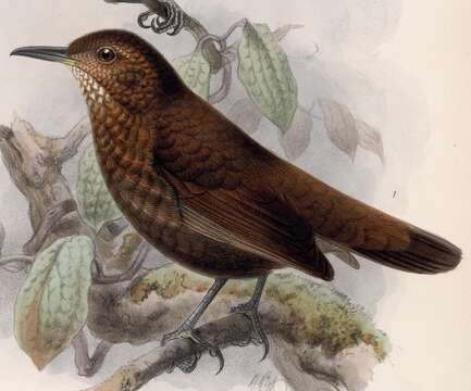 Image of Scaly-throated Leaftosser