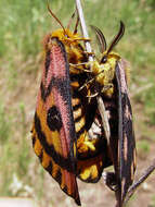 Image of Western Sheepmoth