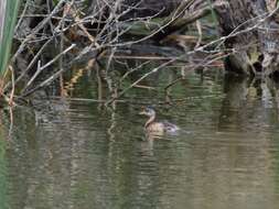 Image of Little Grebe