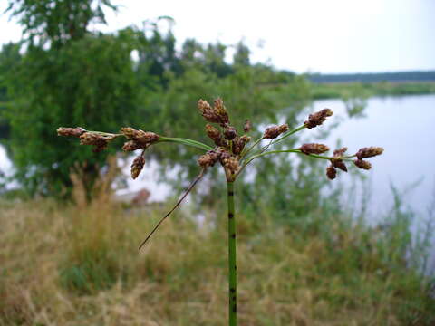 Image de scirpe des lacs, jonc des chaisiers commun