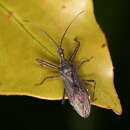 Image of Tapirocoris annulatus Hsiao & Ren 1981