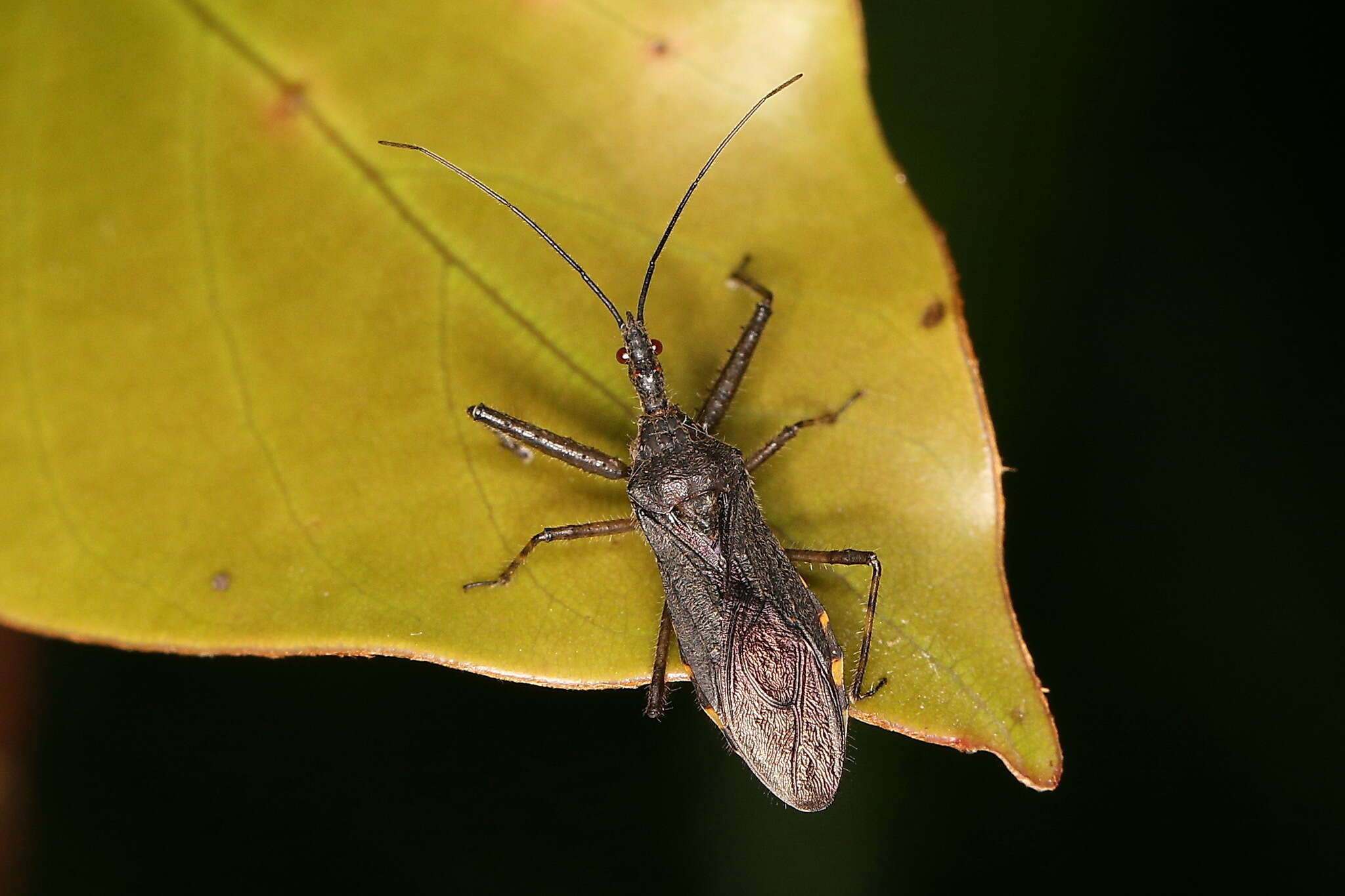 Imagem de Tapirocoris annulatus Hsiao & Ren 1981