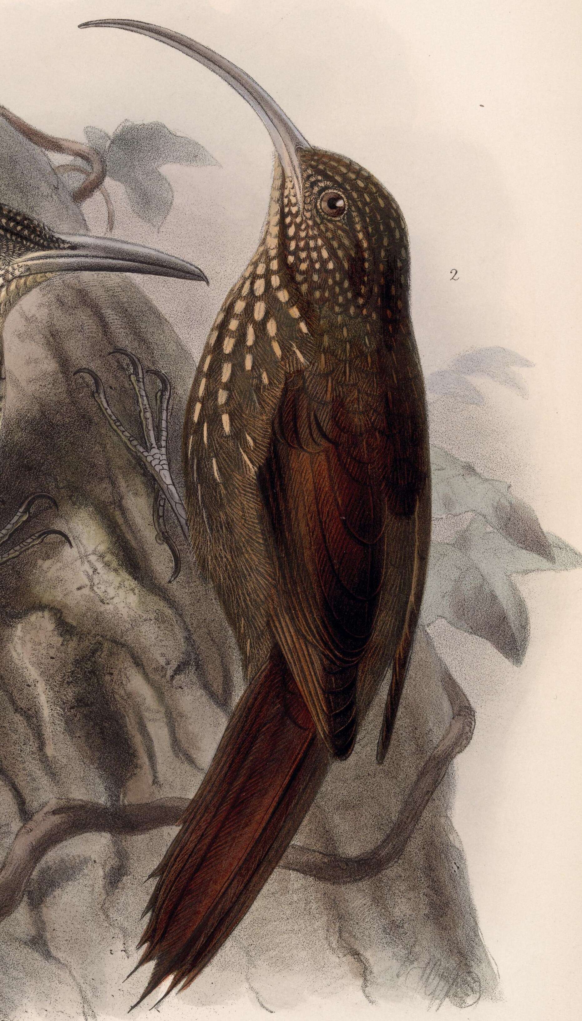 Image of Brown-billed Scythebill