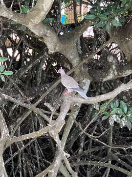 Image de Pigeon jounud