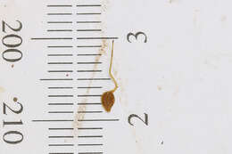 Image of shallow sedge