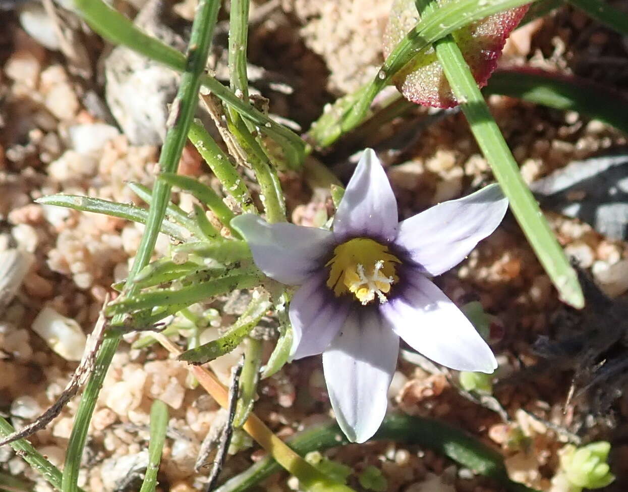 Image of Romulea minutiflora Klatt