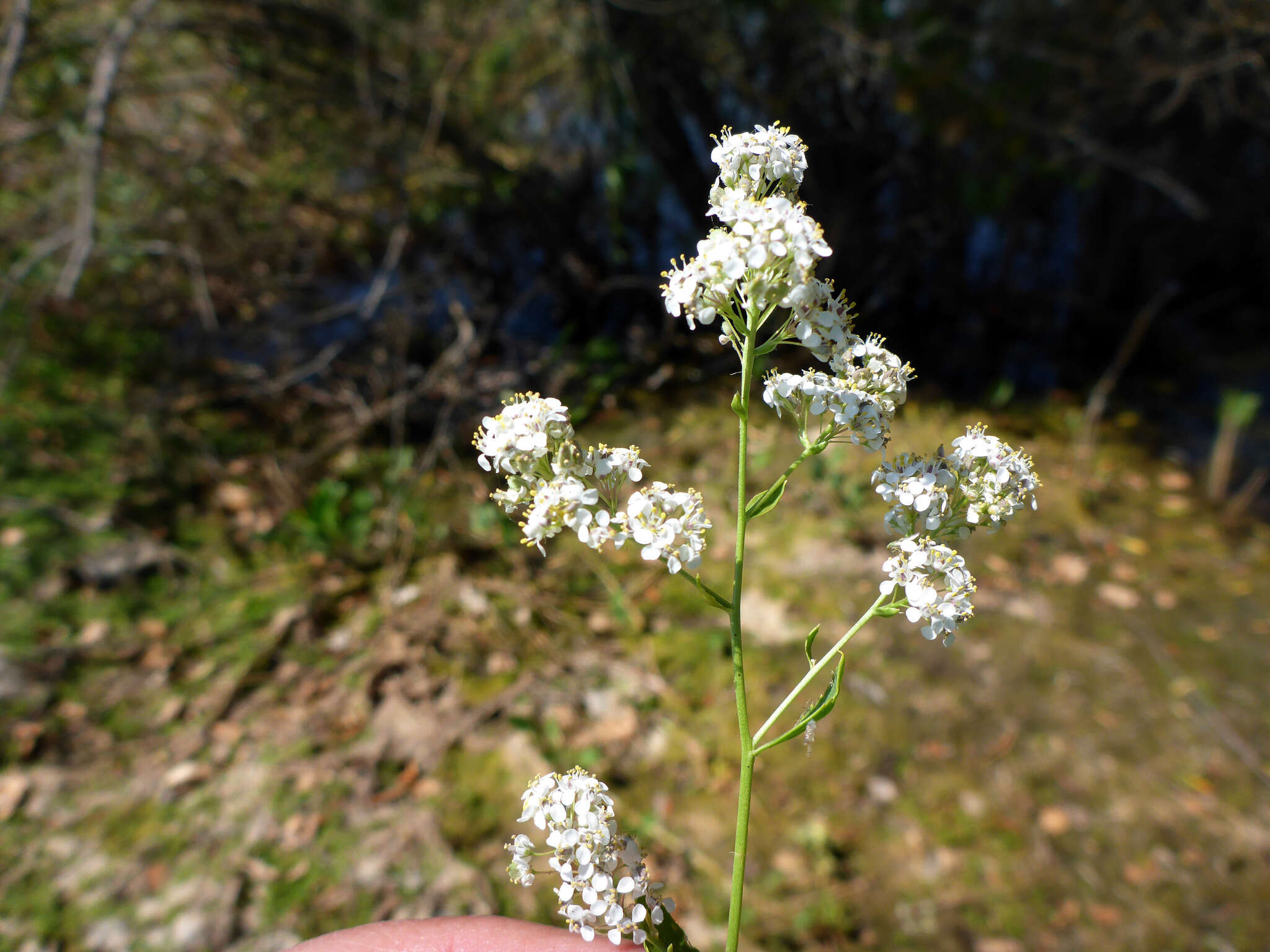 Image of broadleaved pepperweed