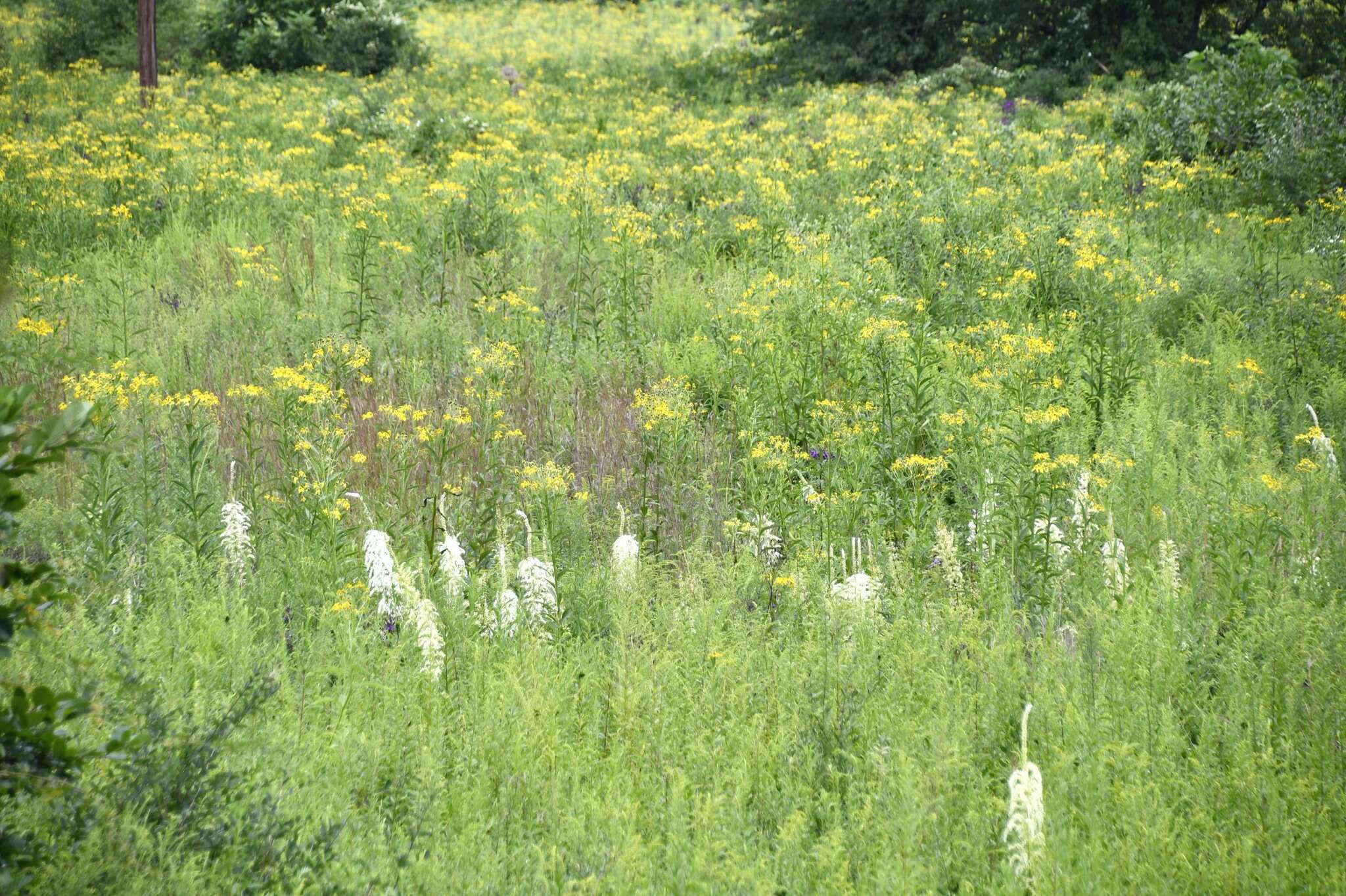 Image of Eastern Featherbells