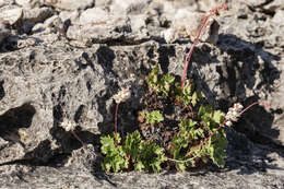 Image of Front Range alumroot