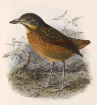 Image of antpittas