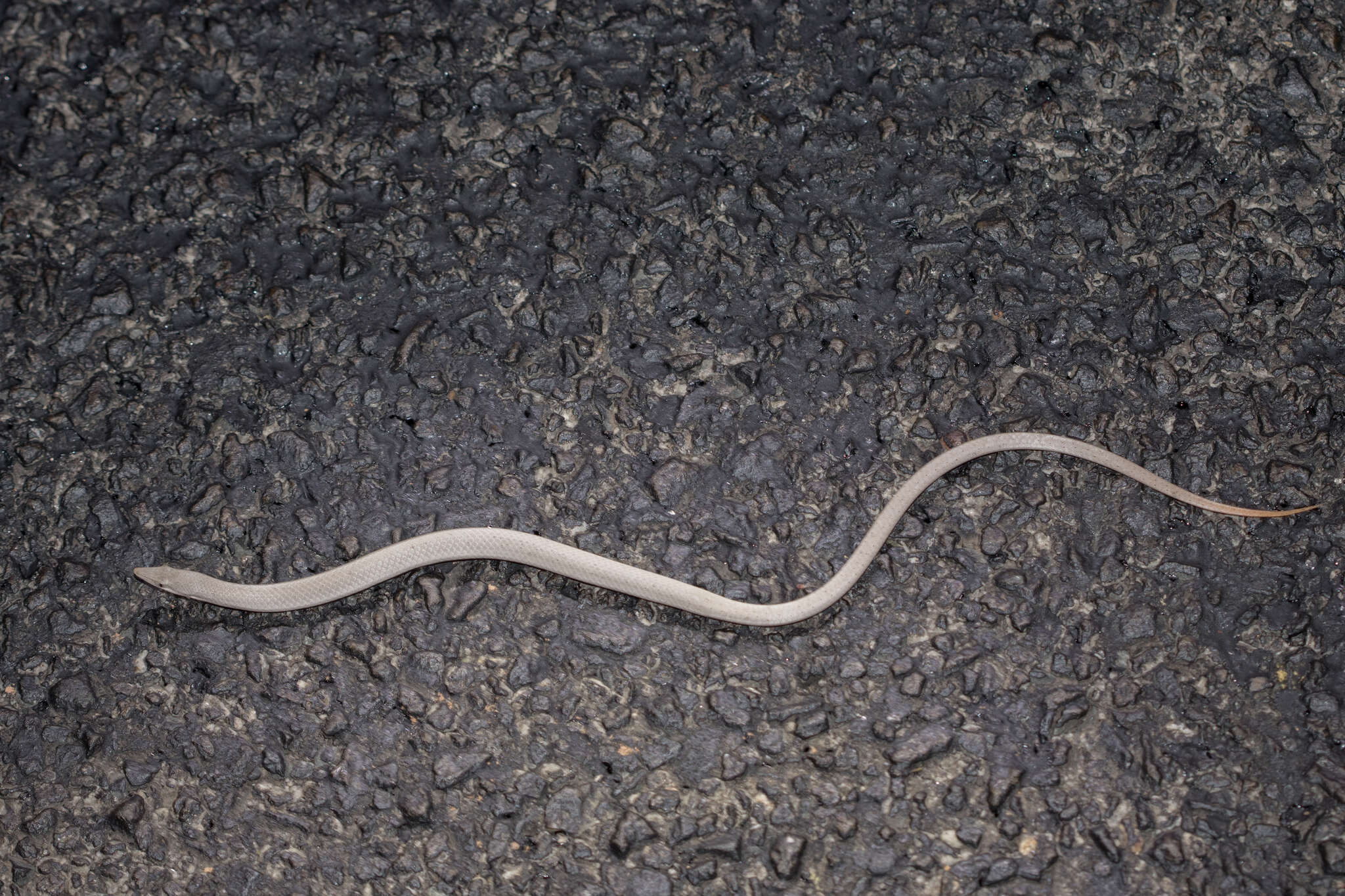 Image of Burton's Legless Lizard