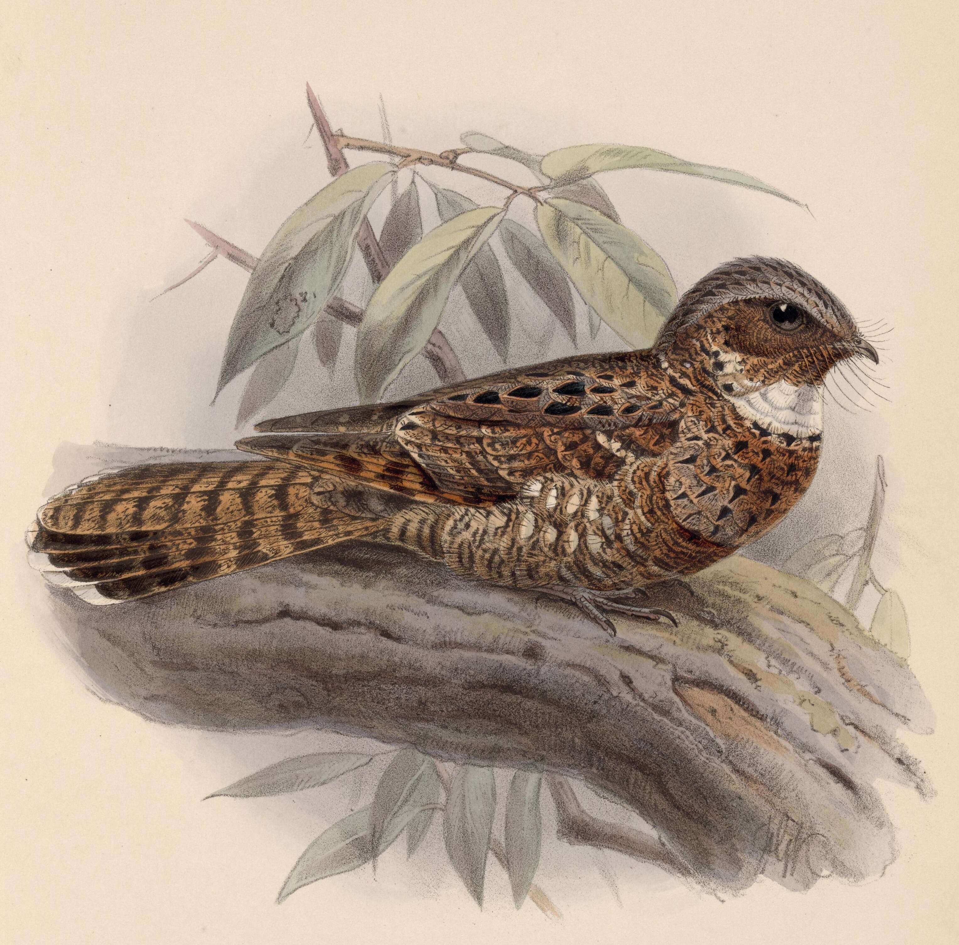 Image of Yucatan Poorwill