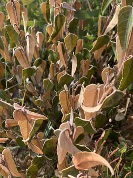 Image of Lasiopetalum ferrugineum var. ferrugineum