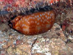 Image of measled cowrie