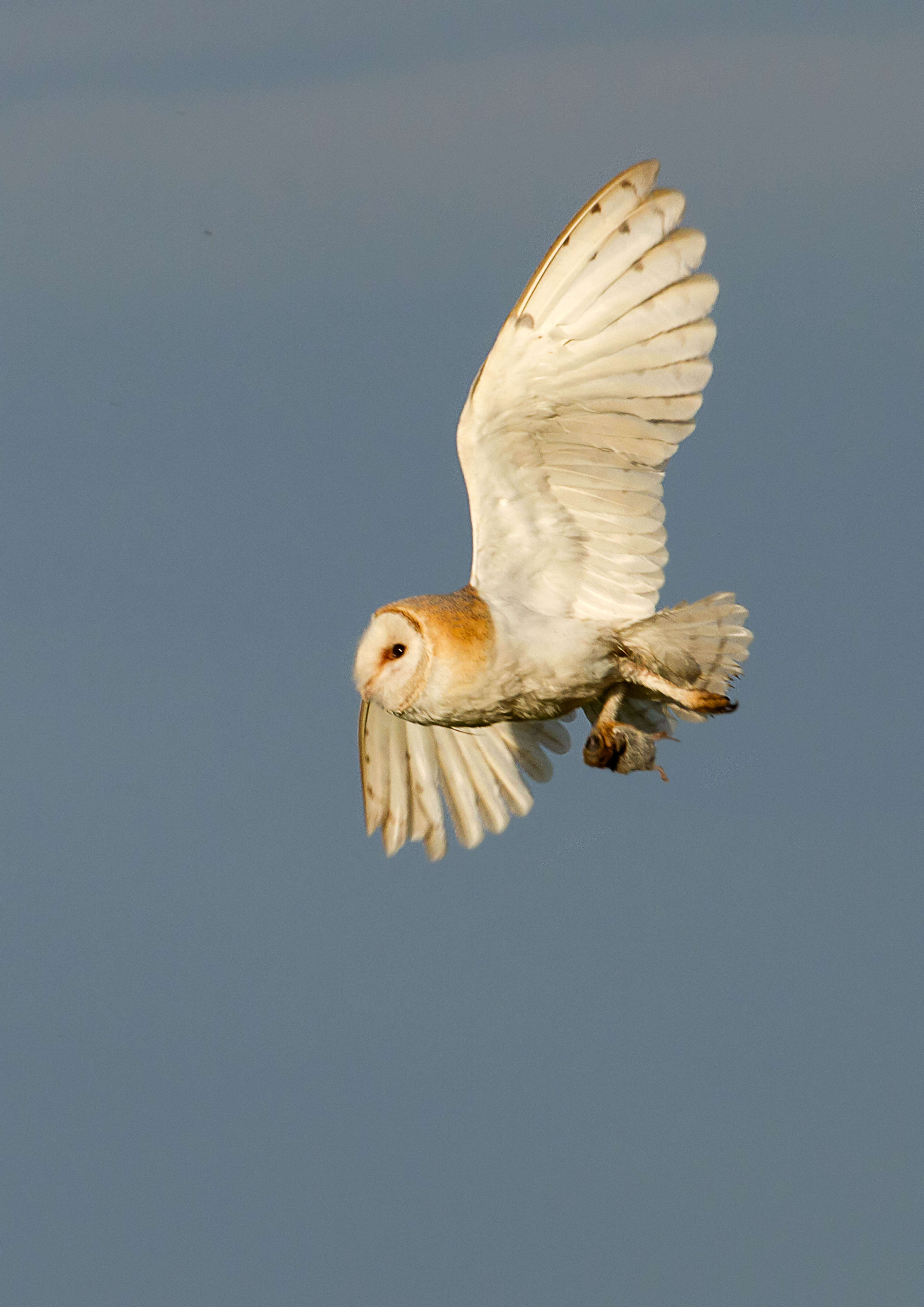 Слика од Tytonidae