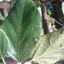 Cordia dodecandra DC. resmi