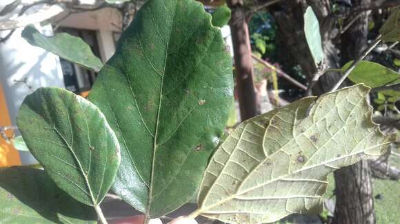 Cordia dodecandra DC. resmi