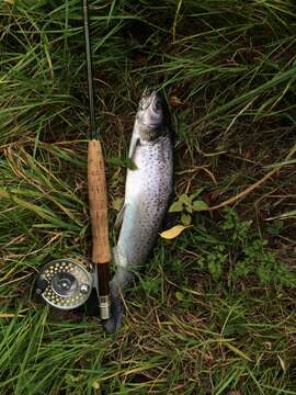 Image of Salmo trutta var. trutta