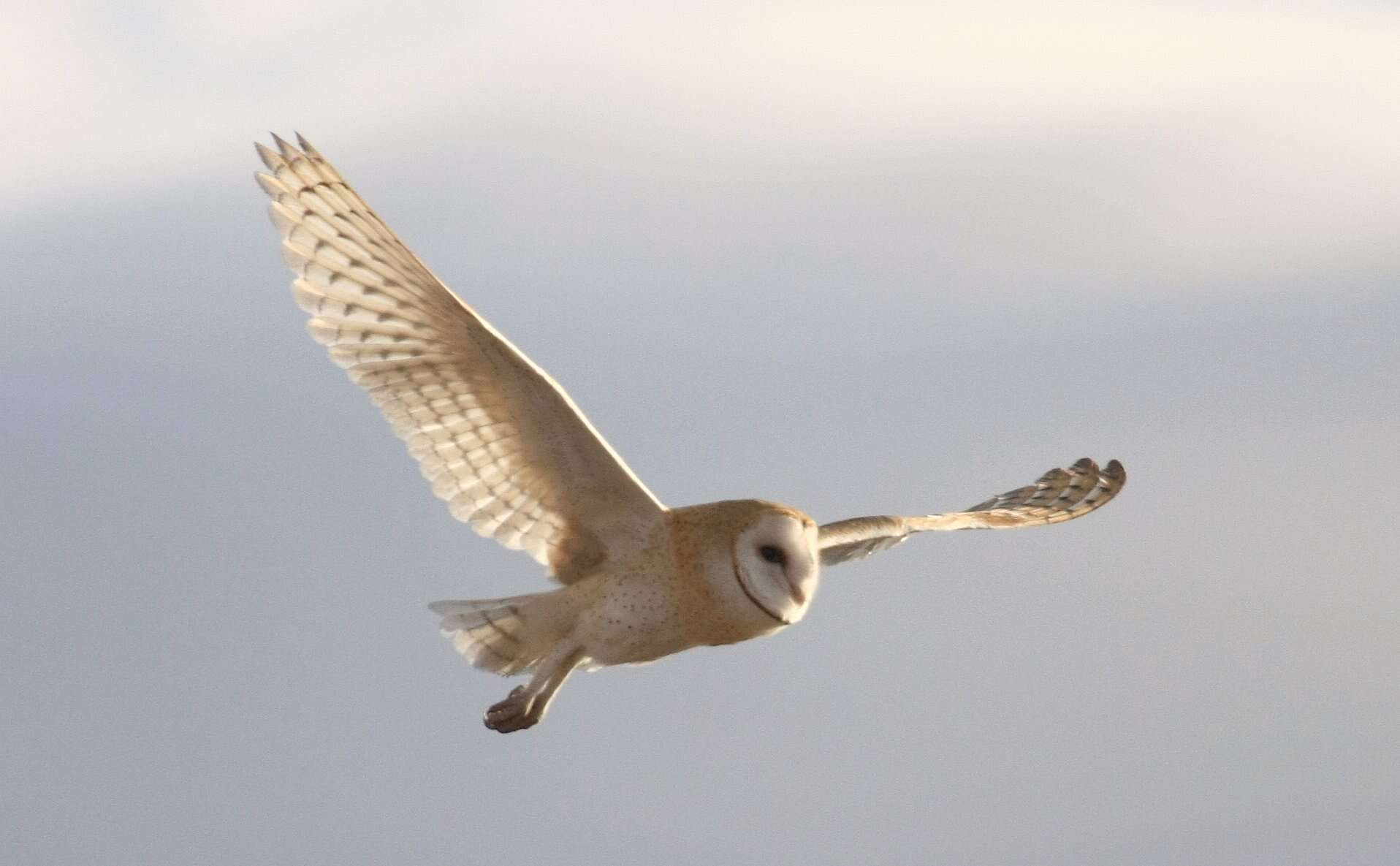 Image of American Barn Owl